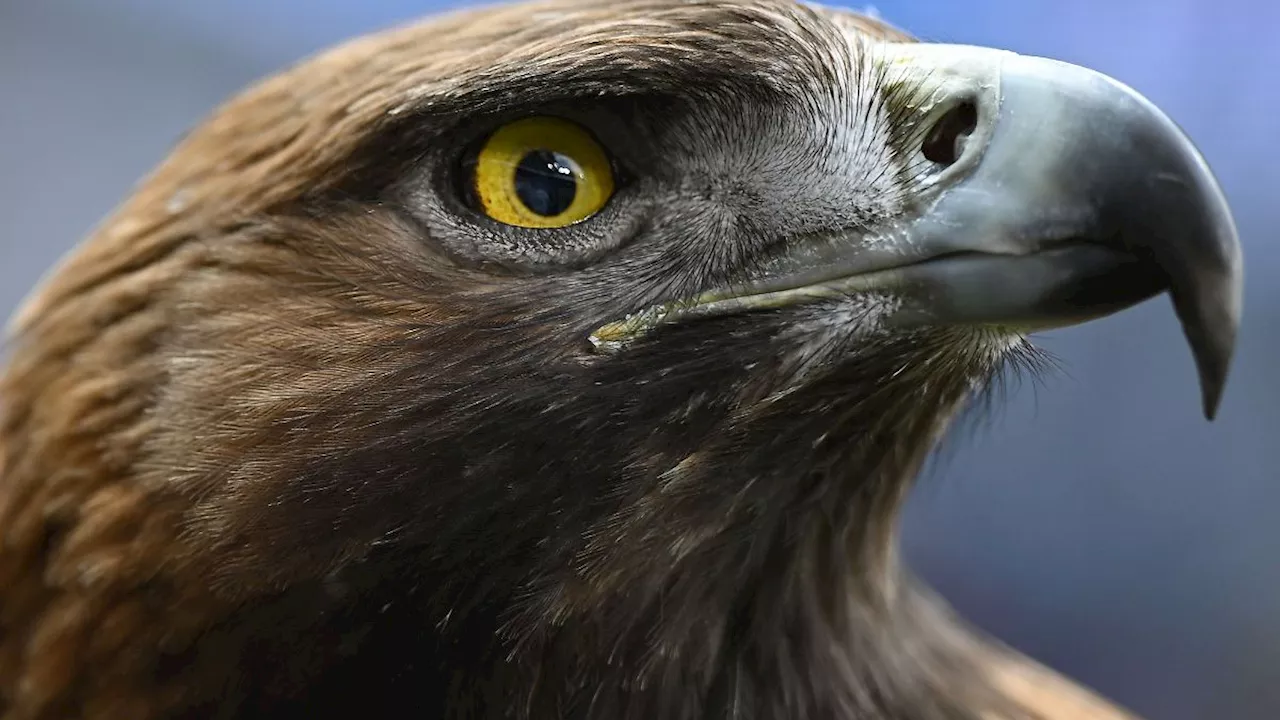 Sachsen: Betagter Steinadler im Zoo von Hoyerswerda gestorben