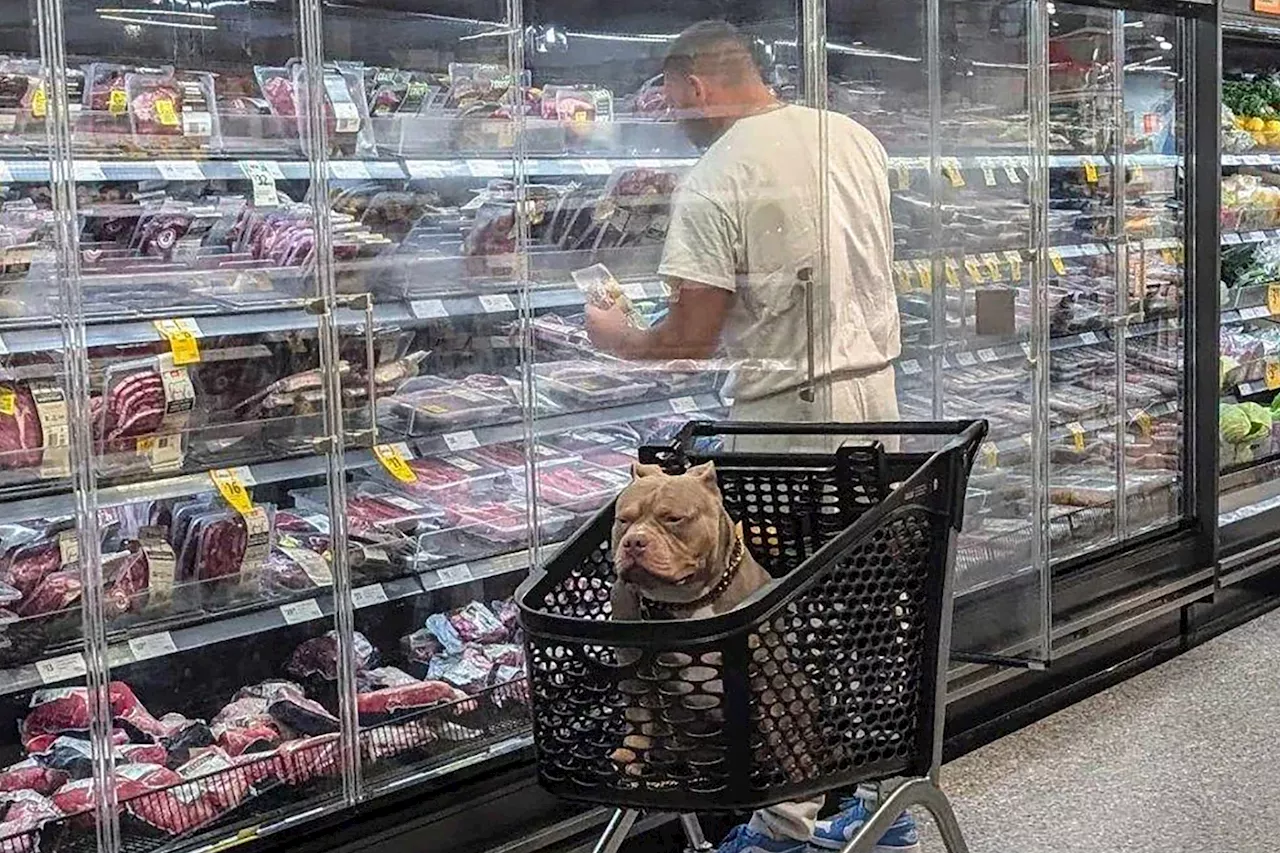 Is letting your dog do this in the grocery store too much? Debate sparked over 'gross' act