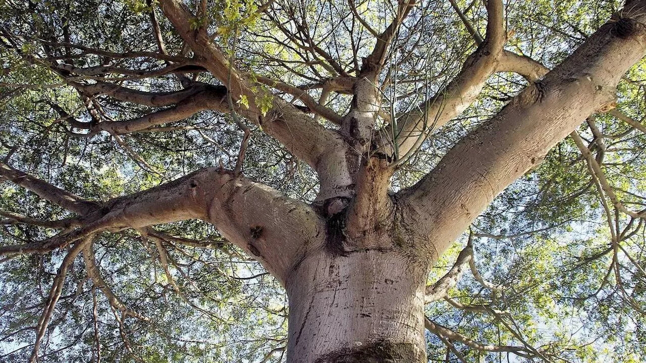 Martinique. Un arbre centenaire défendu par les habitants finalement abattu par la Mairie