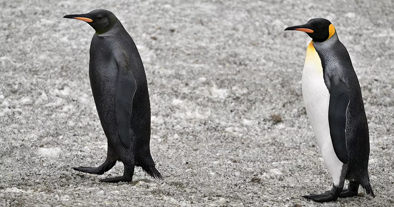 Wildlife Photographer Captures Ultra-Rare All-Black Penguin