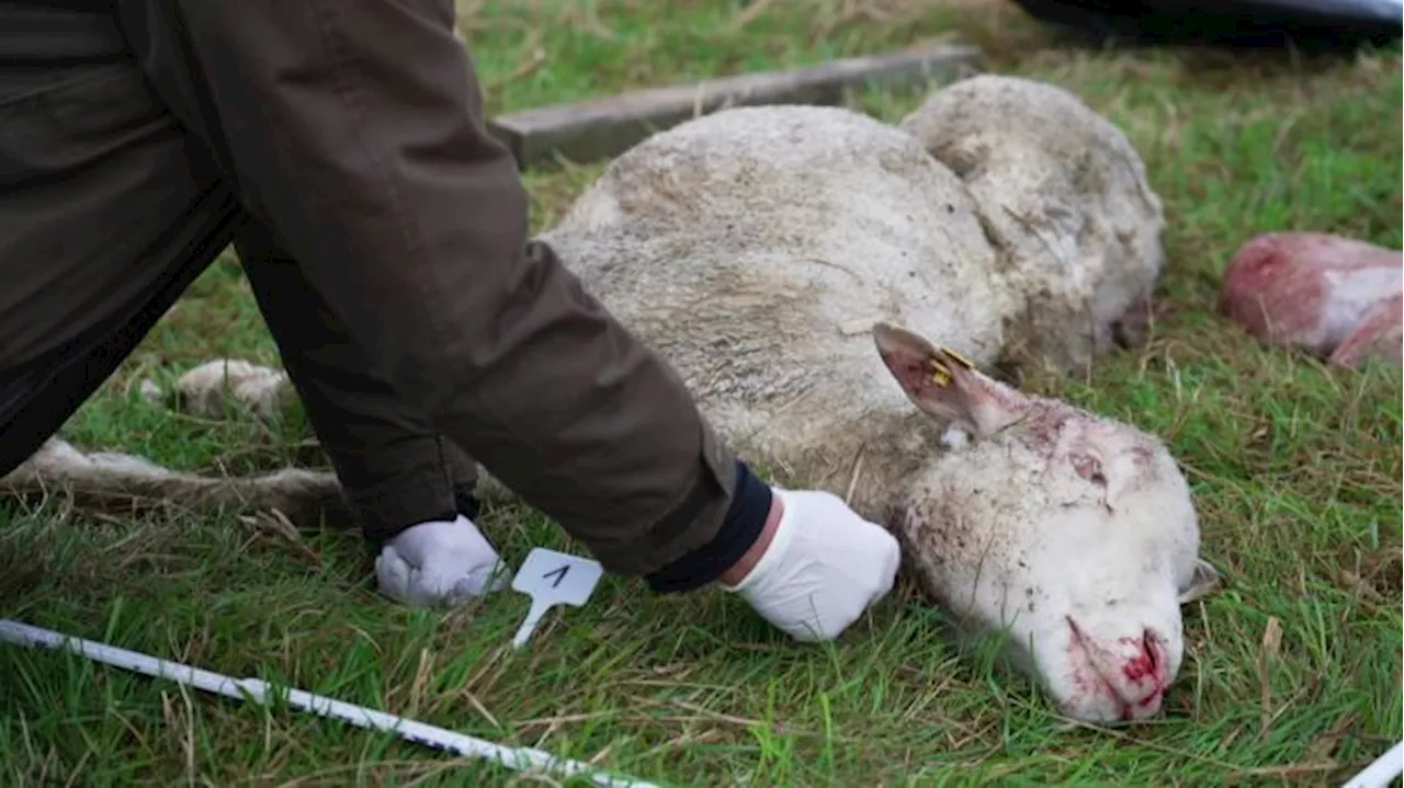 'Der Wolf ist an der Spitze der Nahrungskette und bestimmt unseren Tagesablauf'