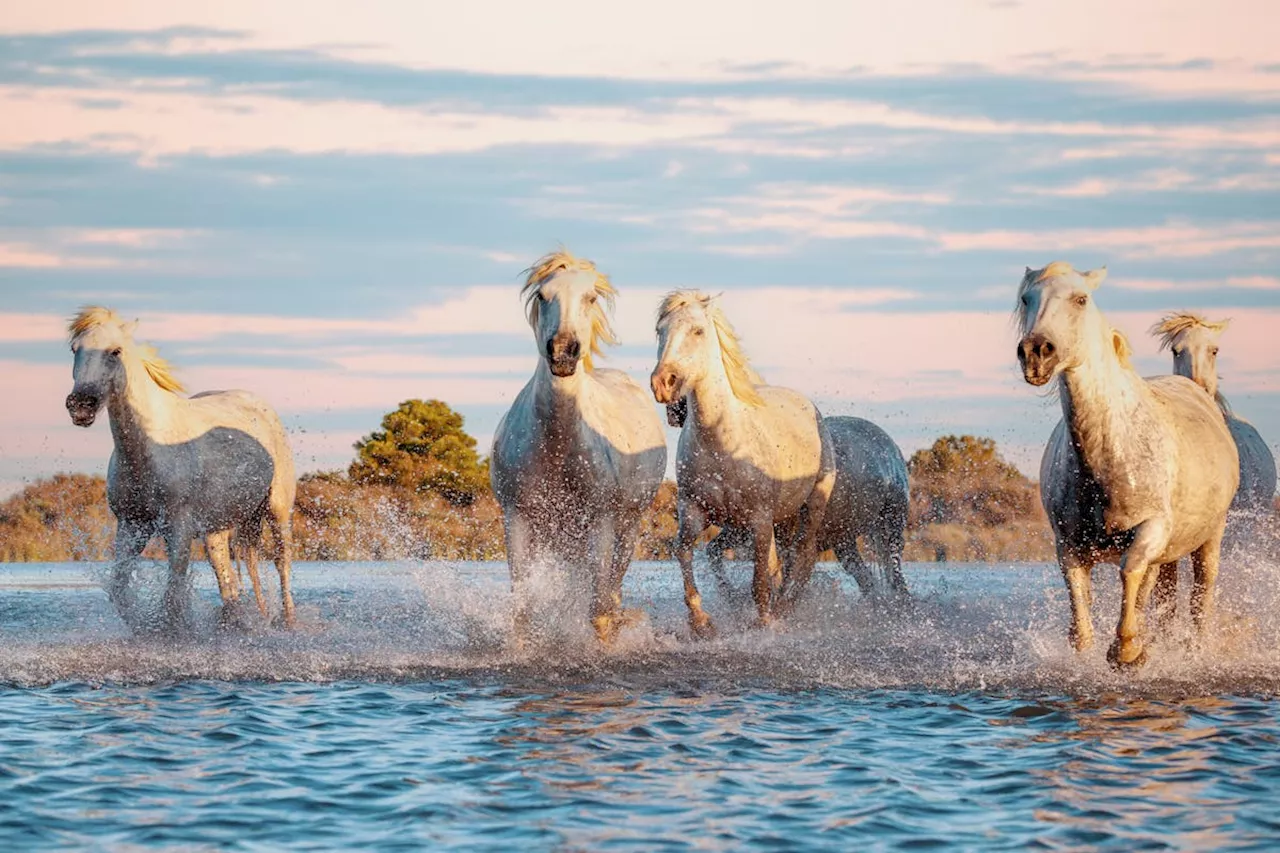 Rêver de cheval : quelle signification ?