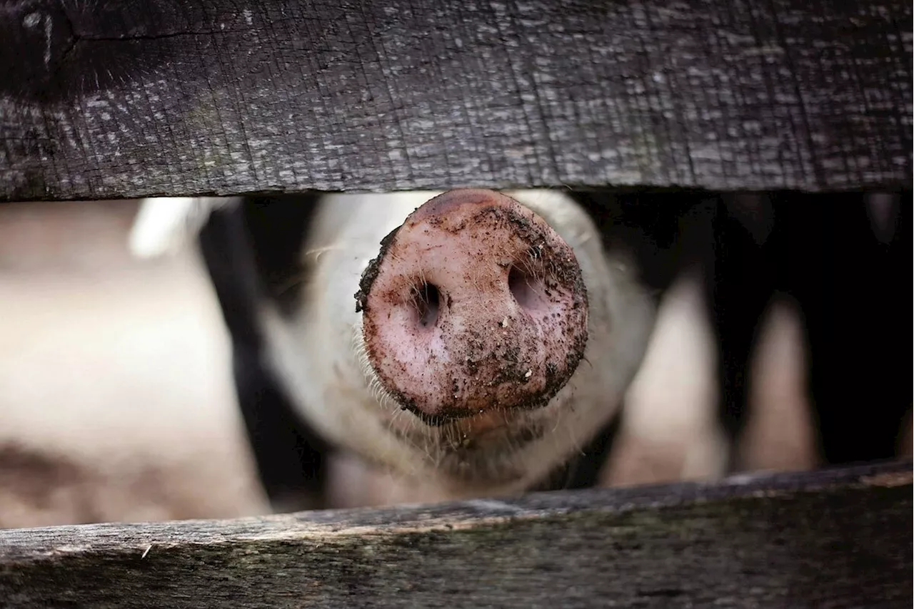 Landwirtschaft: US-Gouverneur gegen Regulierungen