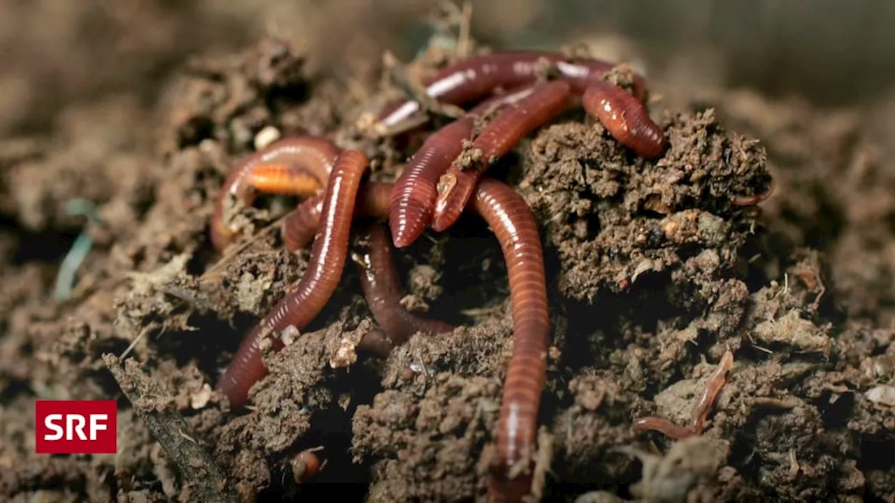 Bodenforschung: Der Regenwurm als Helfer für nachhaltigen Boden