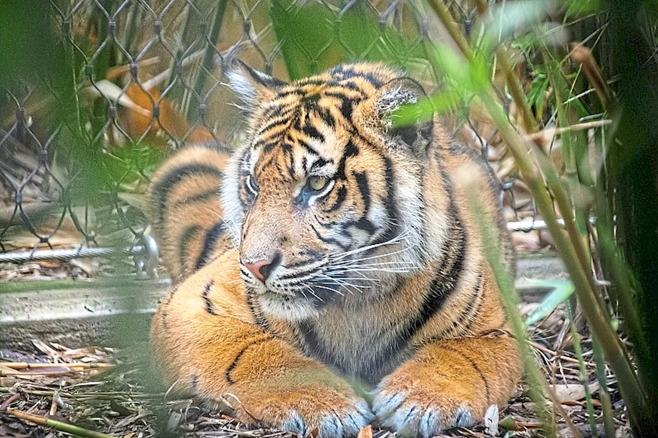 Perhilitan intensifying efforts to conserve endangered Malayan tigers, Parliament told