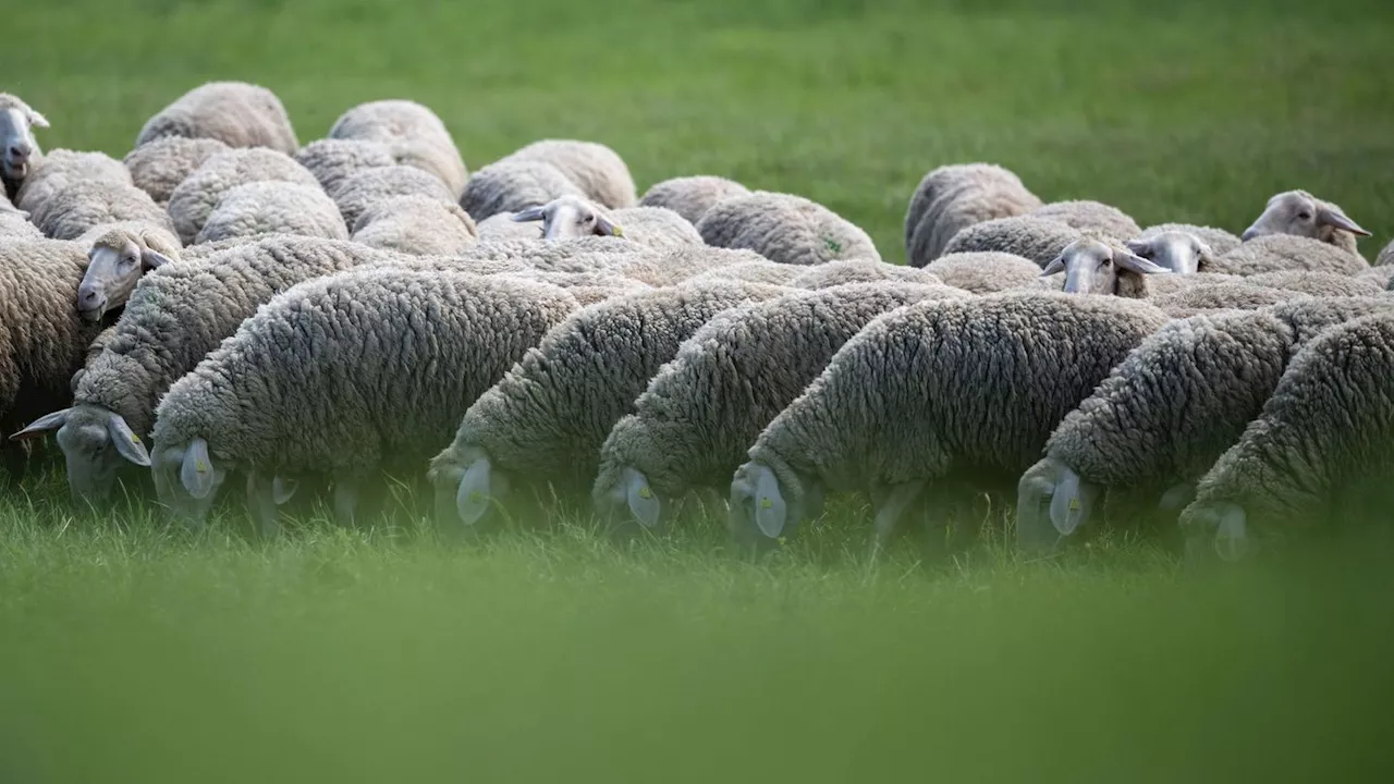 Agrarprodukt ohne Abnehmer: Schäfer suchen Vermarktungsmöglichkeiten für die Wolle