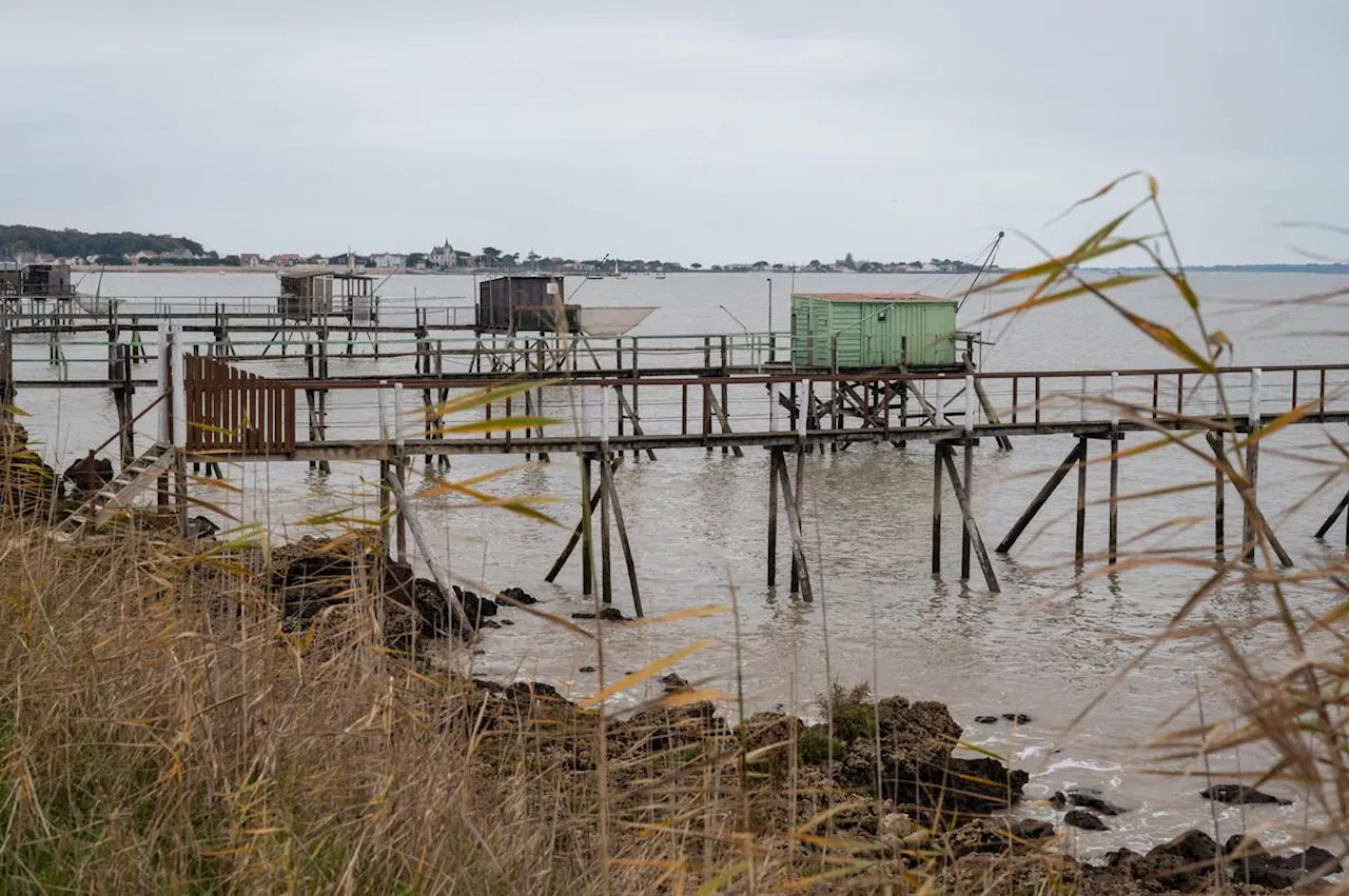 Charente-Maritime : l’extension de la réserve naturelle du marais d’Yves validée