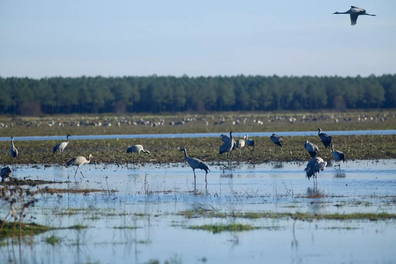 Nature : 10 092 grues cendrées observées dans la Réserve du Cousseau