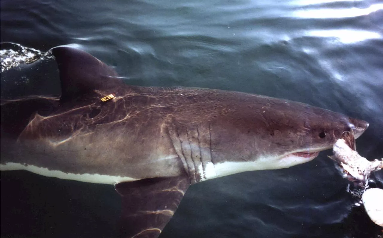 Un requin blanc de 4 mètres observé en mer Méditerranée, dans le Var