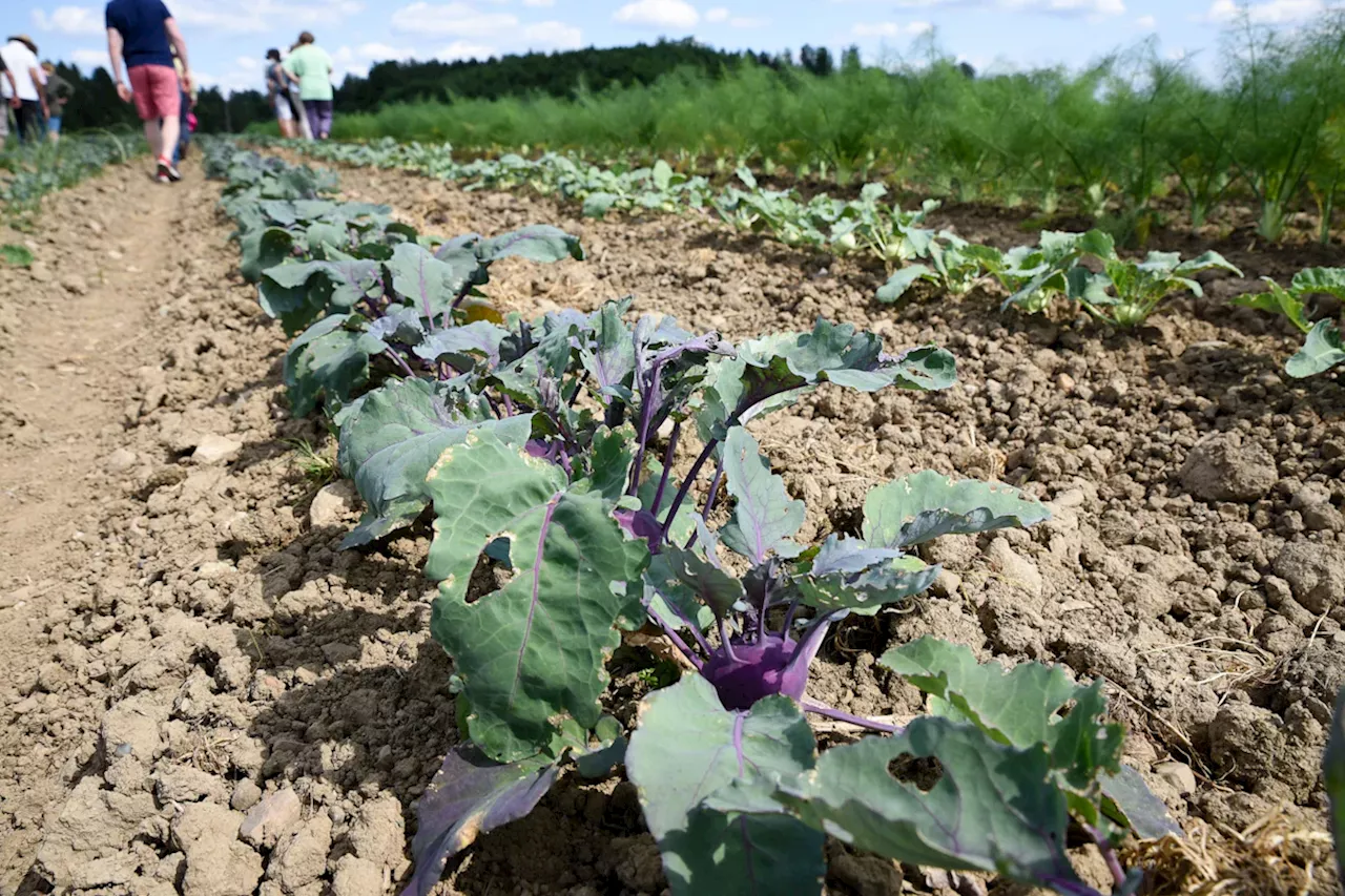  Solidarische Landwirtschaft vor dem Aus