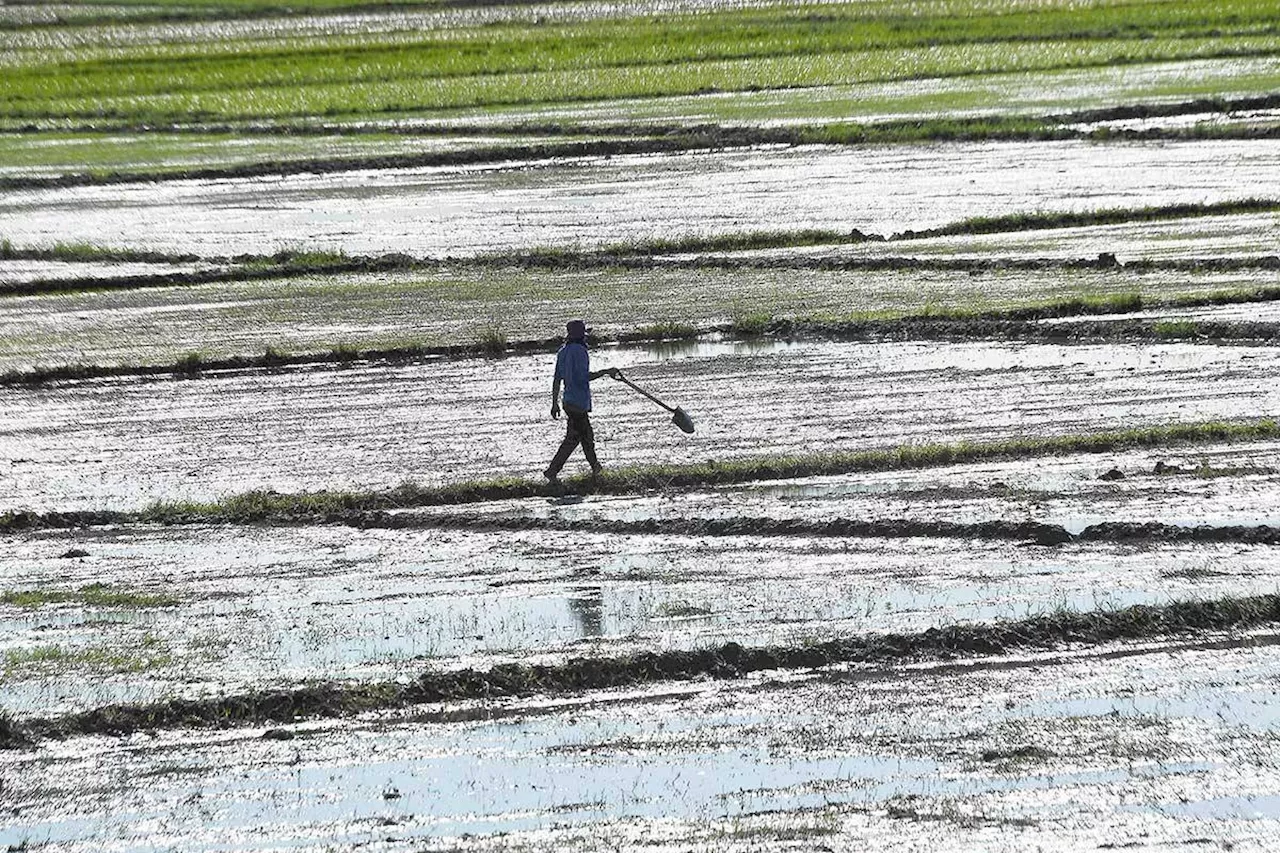 Burst dike leaves farmers under water