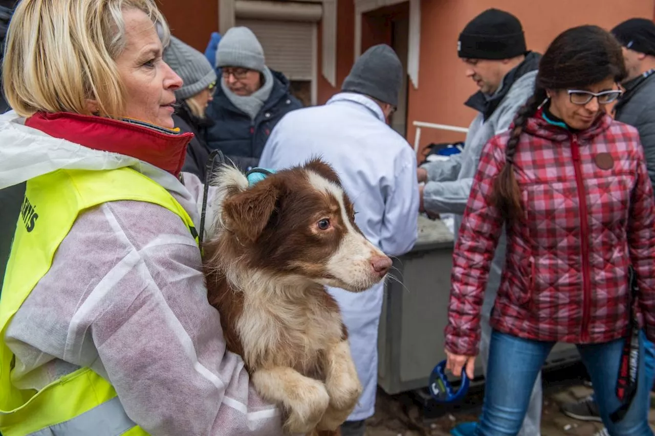 Dozens of dogs rescued from 'hellish' breeding site in Hungary