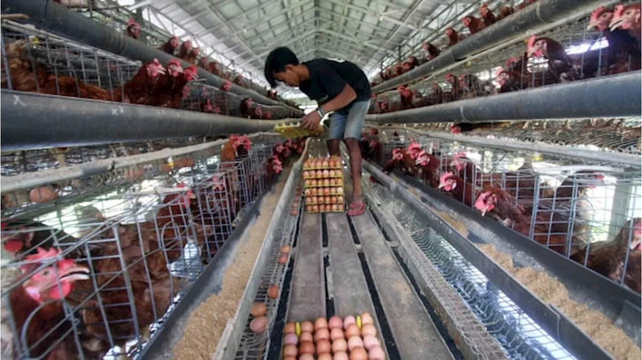 Daftar Harga Pangan 19 November 2024: Beras hingga Telur Ayam Naik