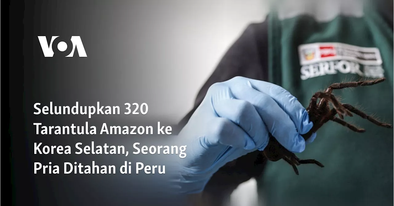 Selundupkan 320 Tarantula Amazon ke Korea Selatan, Seorang Pria Ditahan di Peru