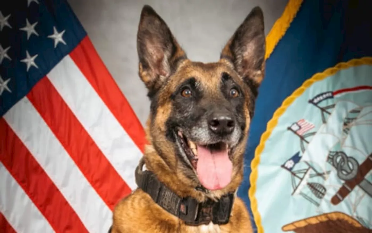 Navy holds retirement ceremony for military working dog at Mayport