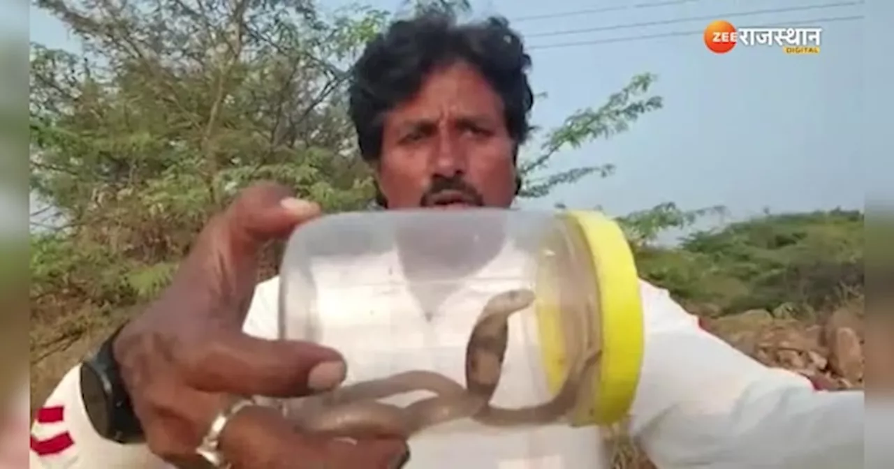 Snake Video: घर में निकला गोल्डन कोबरा, सांप को देख दहशत में आए लोग