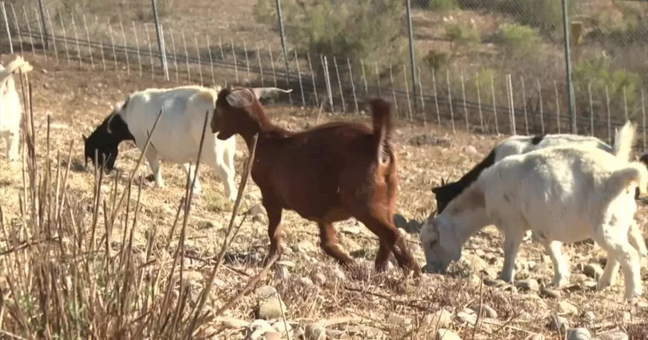 Goats graze dry brush throughout the county, limit fire risk