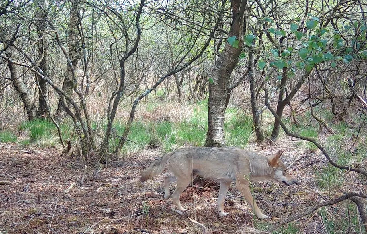 Vous aussi, vous avez cru voir un loup ?