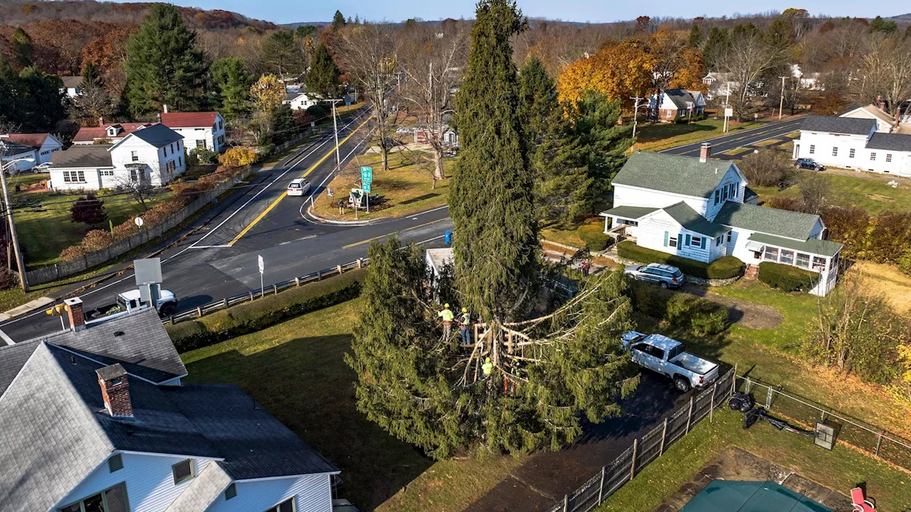 Crowds flock to tiny Mass. town to send off New York's Rockefeller Christmas tree