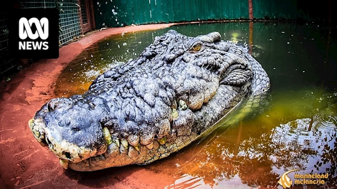 Cassius, the world's largest crocodile in captivity, dies in Far North Queensland