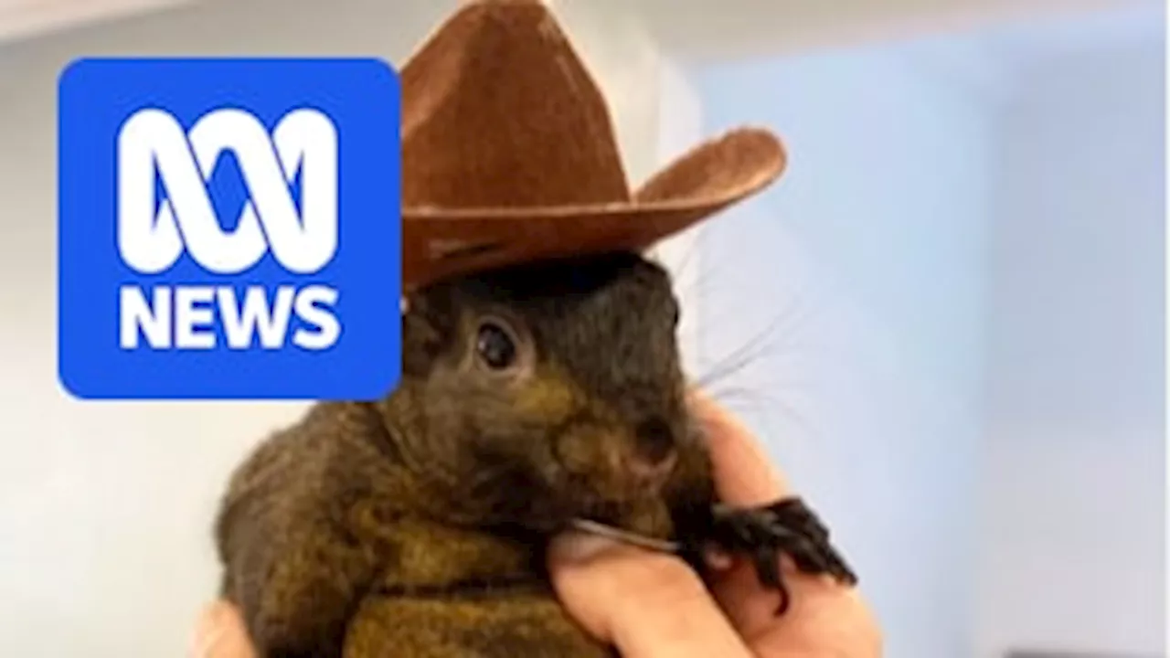 Internet sensation Peanut the squirrel euthanised by New York authorities