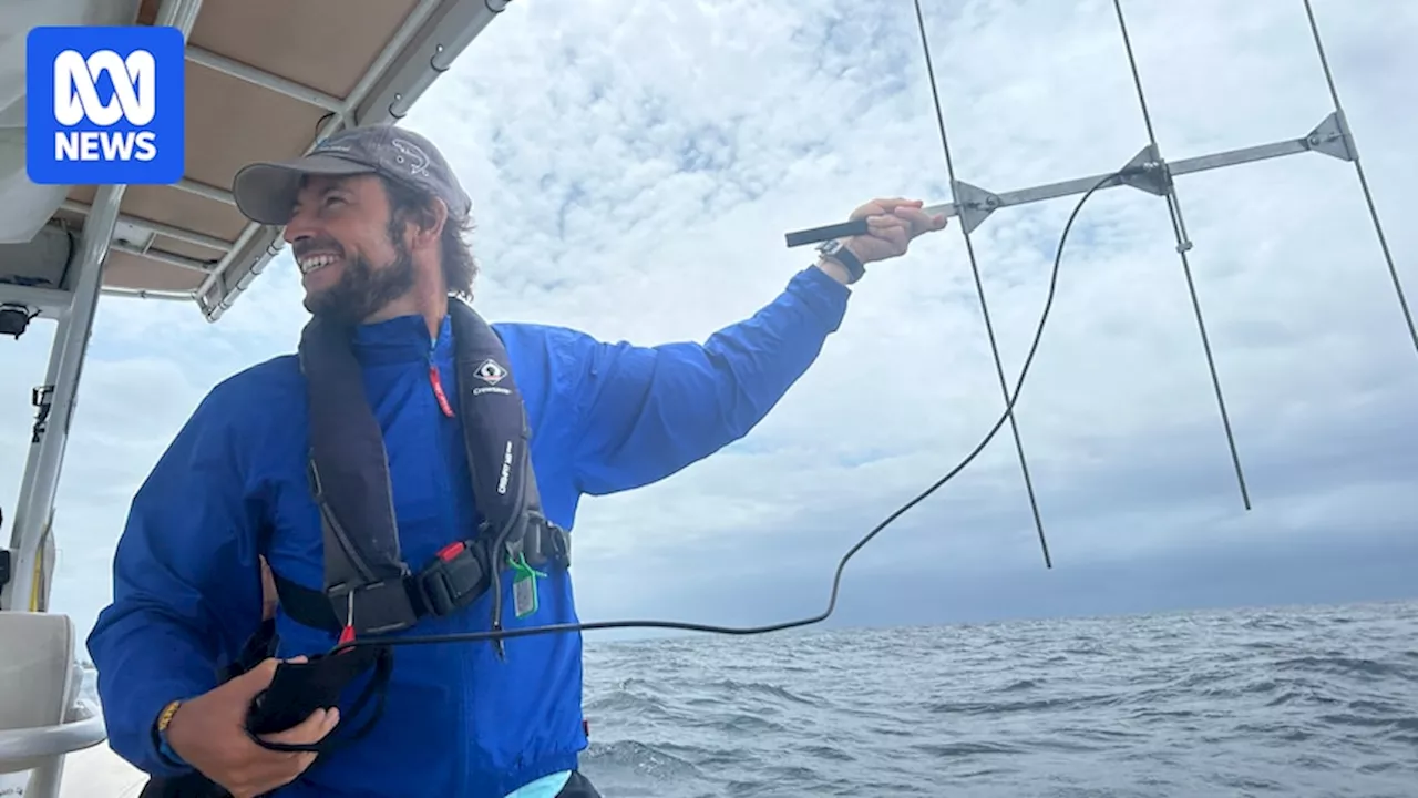 Scientists use tracking devices to uncover quirky behaviour after humpback whales freed from nets