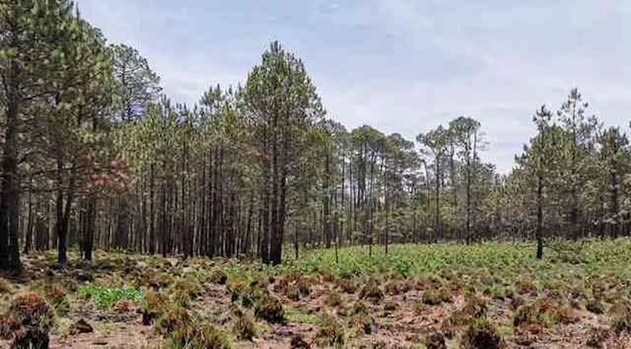 Expide SEDEMA programa de manejo del predio San Pedro en el Monte