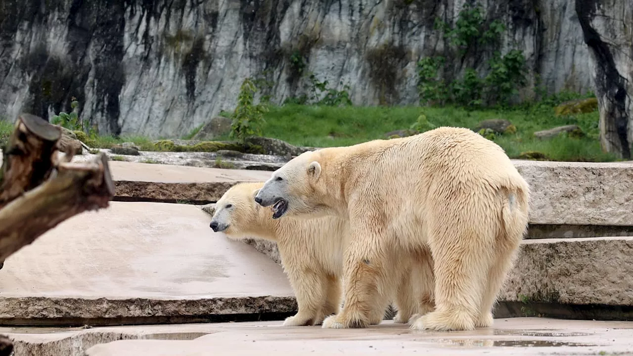 Eisbär-Nachwuchs im Karlsruher Zoo: Erster Zuchterfolg seit 33 Jahren