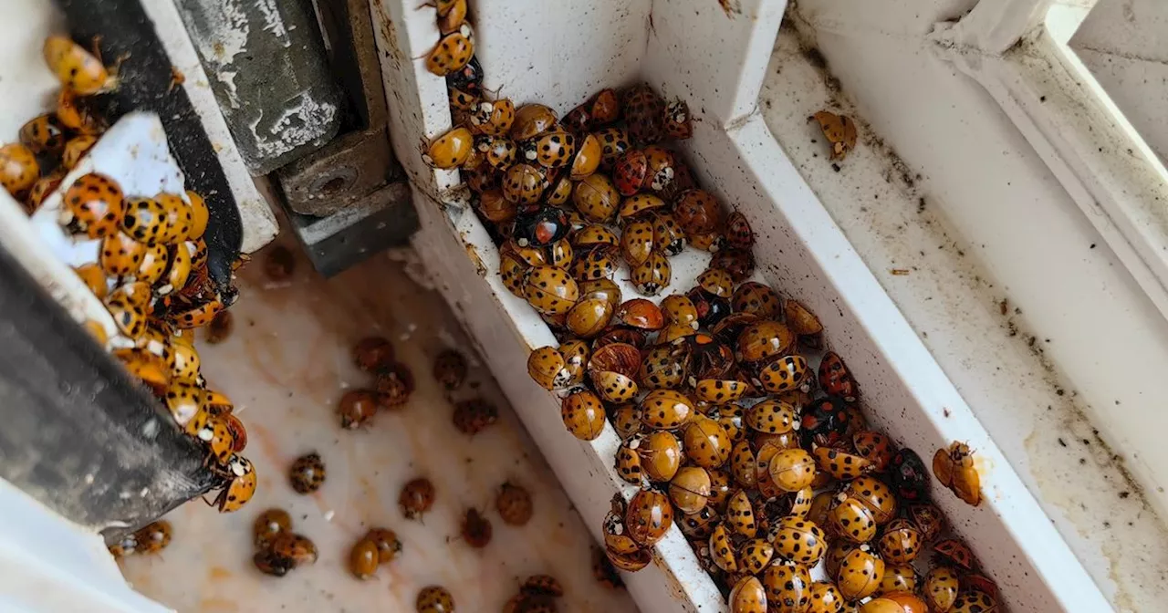 Ladybugs that bite and spray stinky fluid are taking over Ontario homes right now