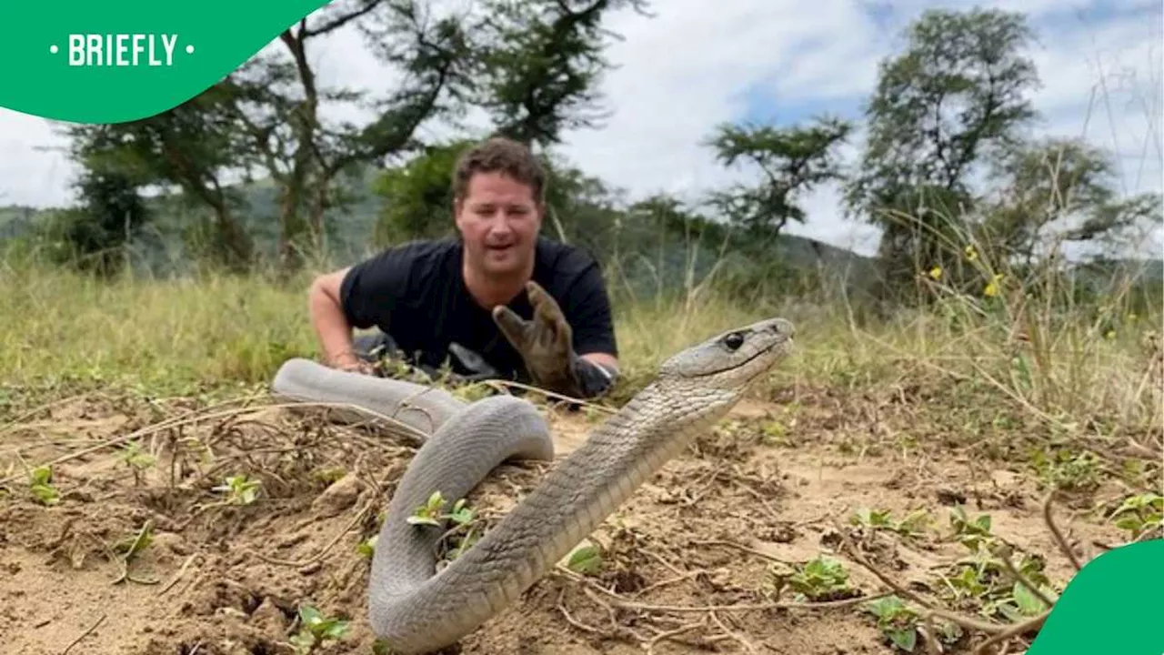 “We Will Miss You, Dingo”: Snake Rescuer Dies After a Green Mamba Bite ...