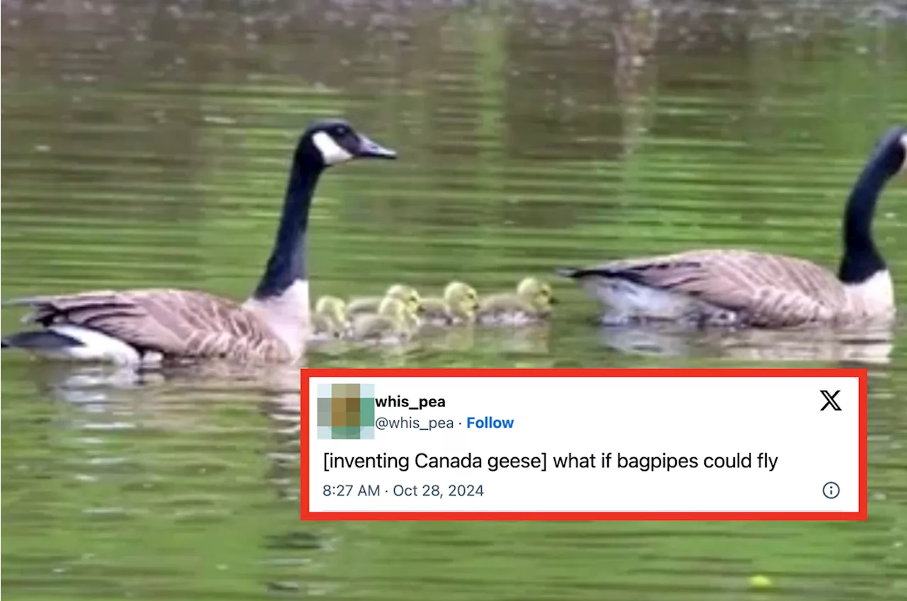 29 Extremely Funny Canadian Tweets From The Week