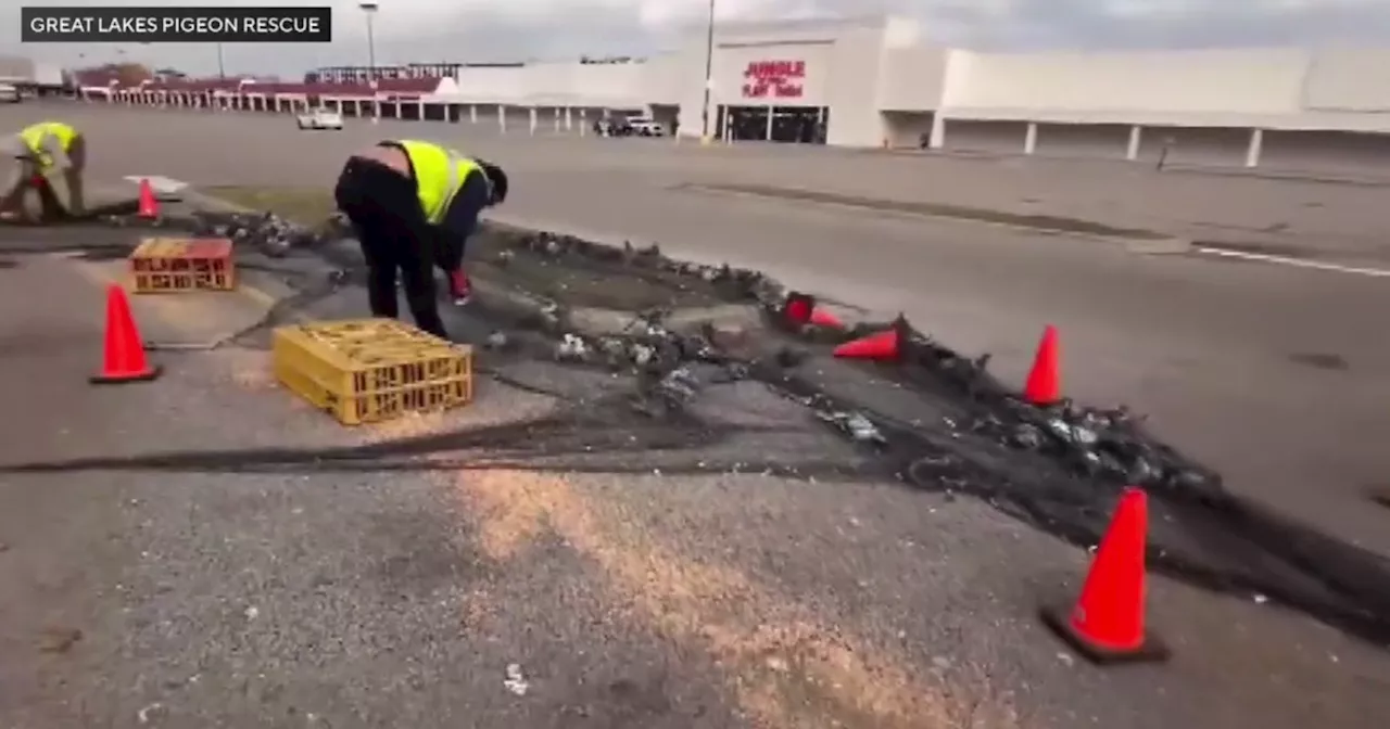 Video shows pigeons being trapped in Niles, Illinois parking lot; animal advocates livid