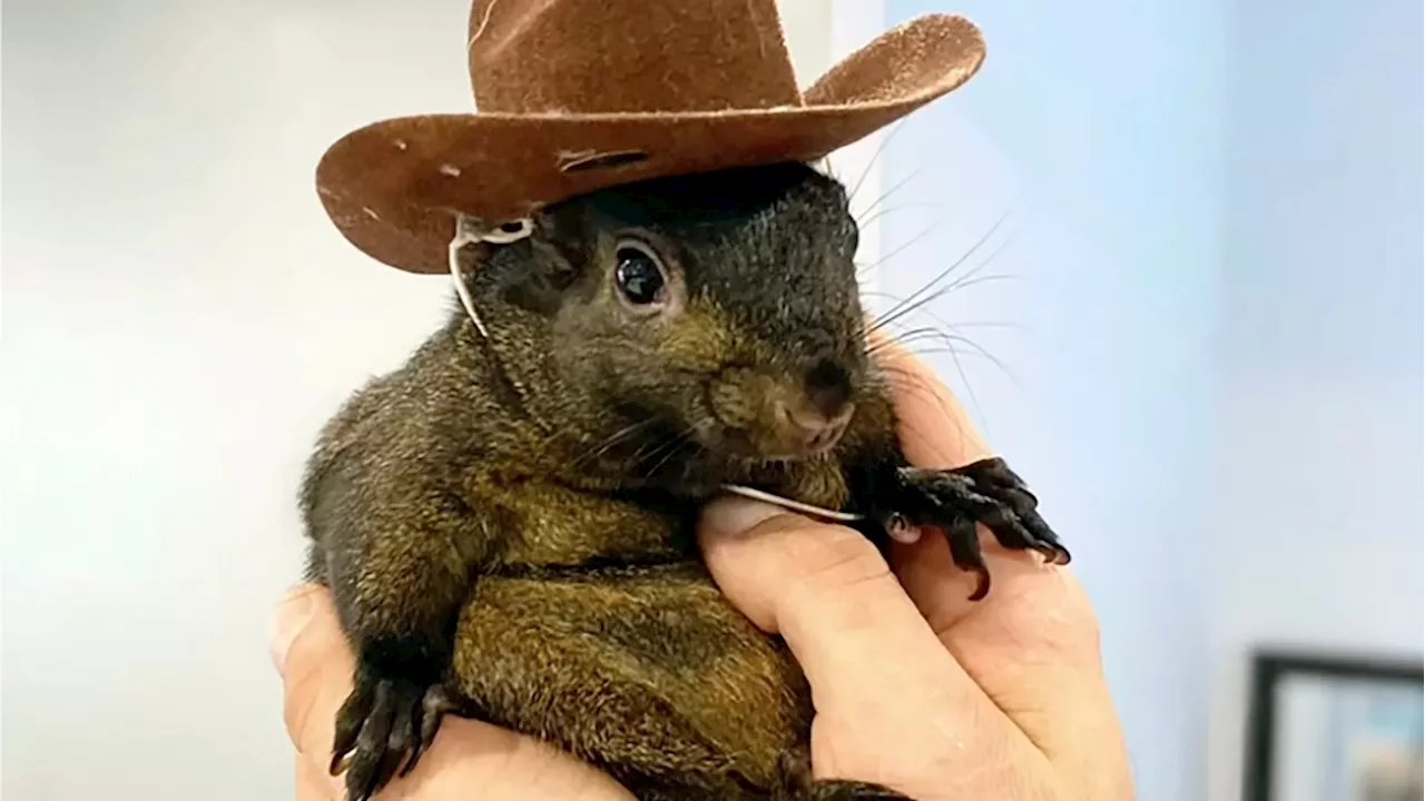 Peanut the Squirrel's owner blast officials for killing animal