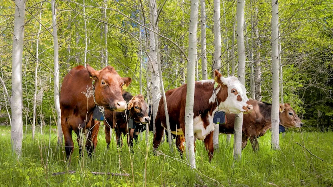 Räddningsplanen för naturen – detta kan ske i Sverige