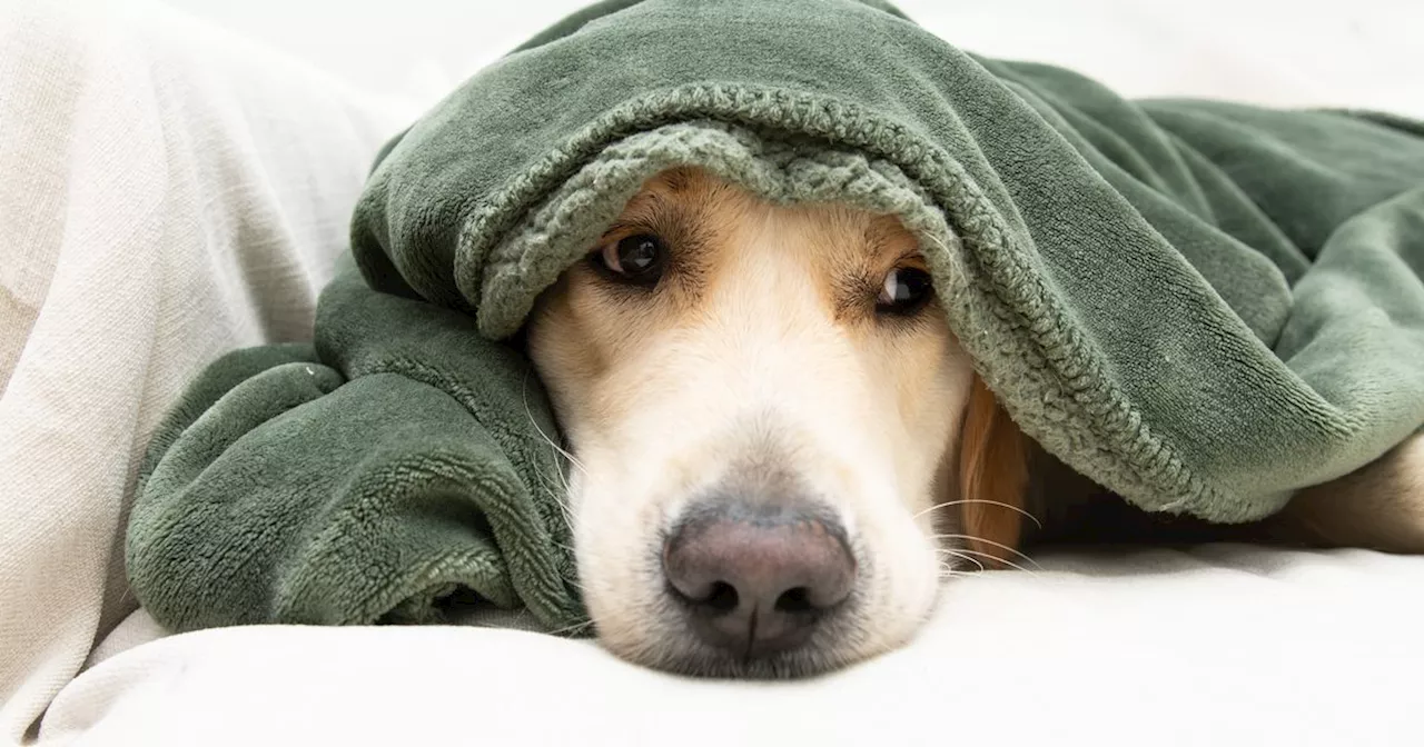 Sleep expert shares top tips on how to keep your dog calm this Bonfire Night