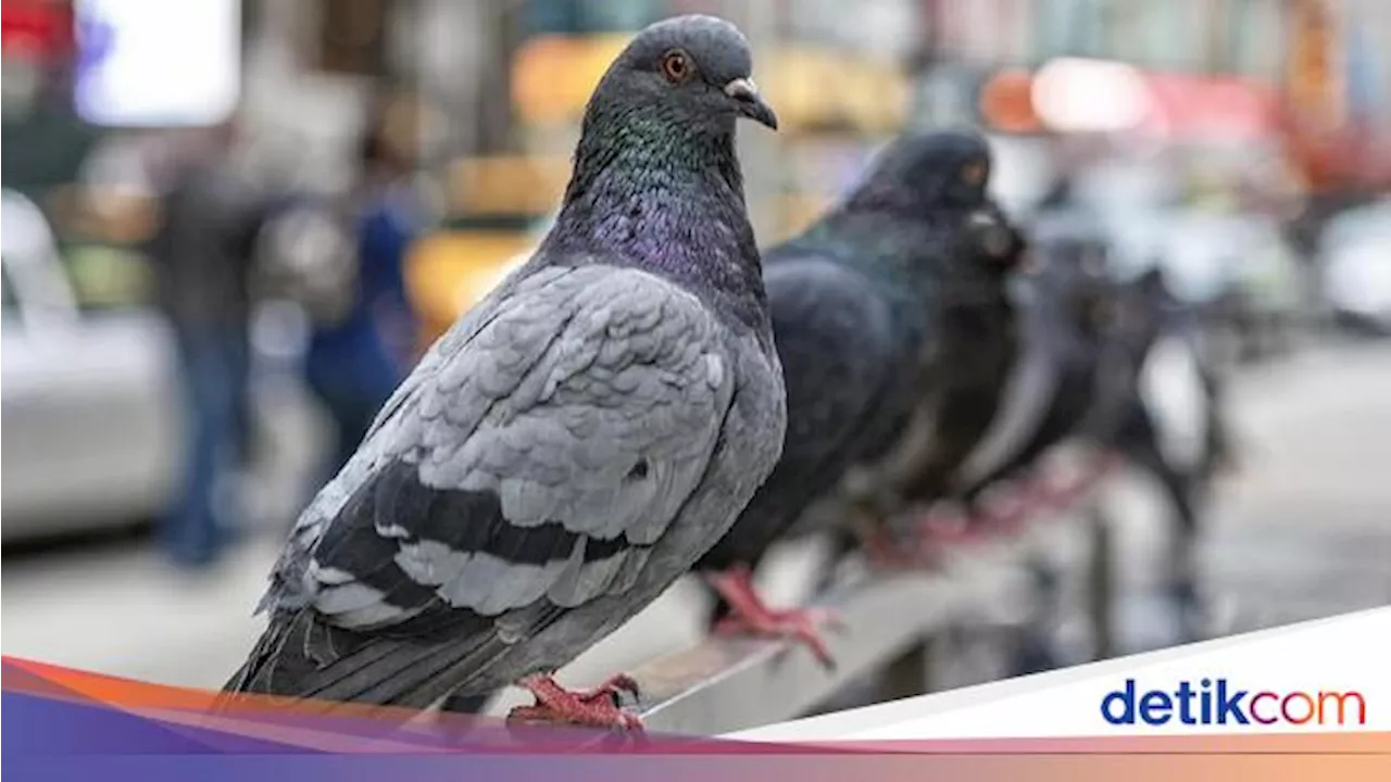 Punya Perilaku Unik, Mengapa Ada Jenis Merpati yang Suka Jungkir Balik?