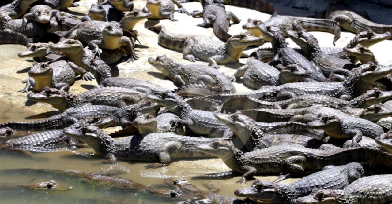 Hay alerta máxima por 73 caimanes que se fugaron de una granja experimental en Sucre