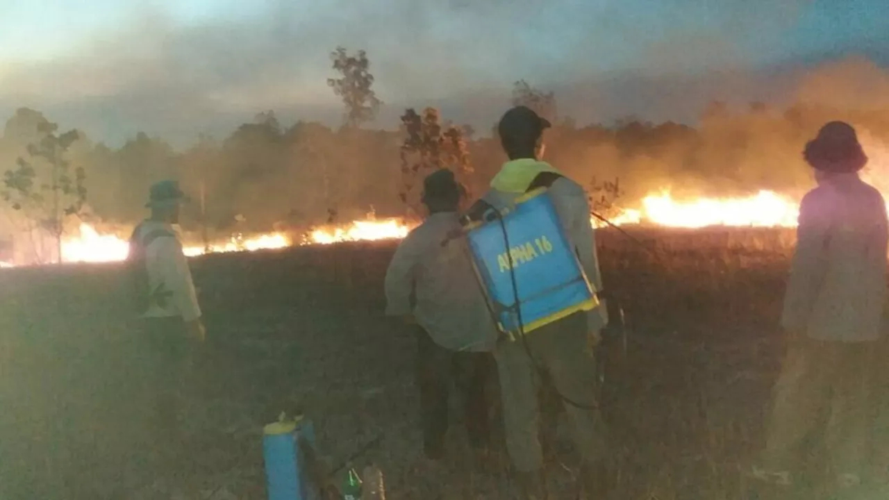 Kebakaran Berulang di Hutan TN Way Kambas, Pelaku Belum Terungkap