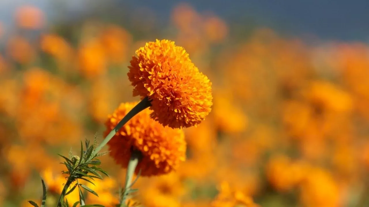 Más y más y más flores: el documental que explica la importancia de la flor de cempasúchil en la cultura mexicana