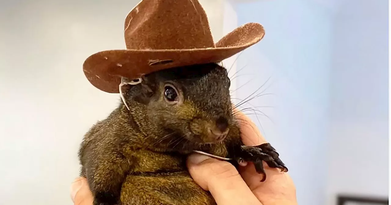 Instagram-Famous Squirrel Euthanized By State After Home Raid