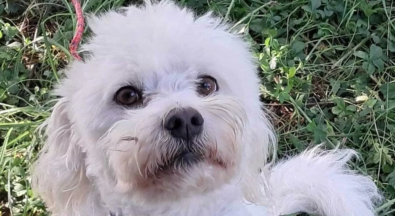 Era legato a un albero in un orto: Charlie ha ritrovato la sua padrona