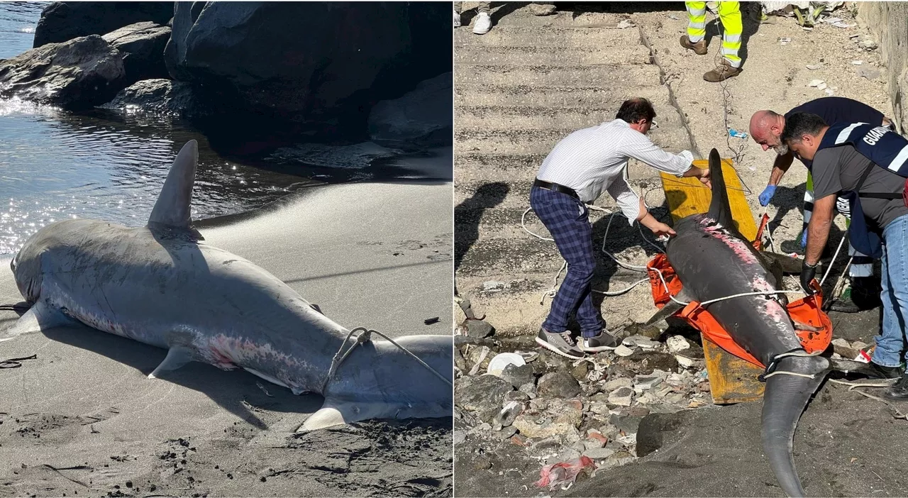 Napoli, due squali volpe trovati spiaggiati a Torre del Greco, l'allarme dato dai passanti: «Agonizzanti a riv