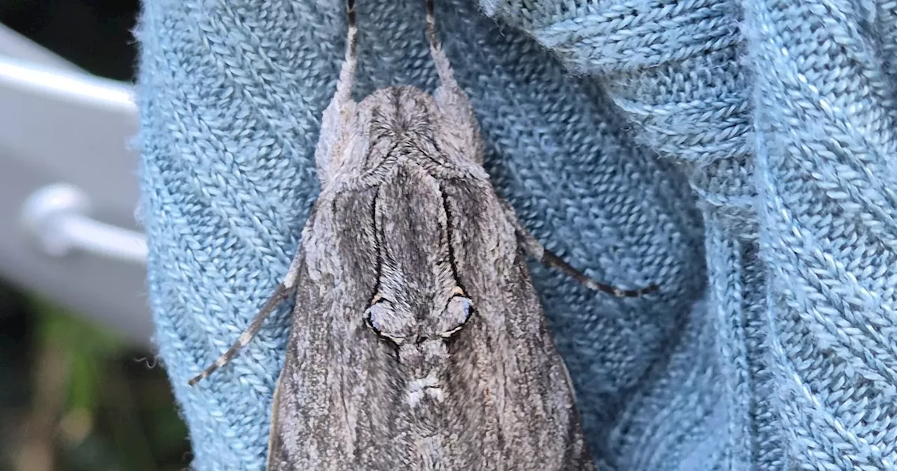 What is this hairy creature I found clinging to a jumper on my washing line?