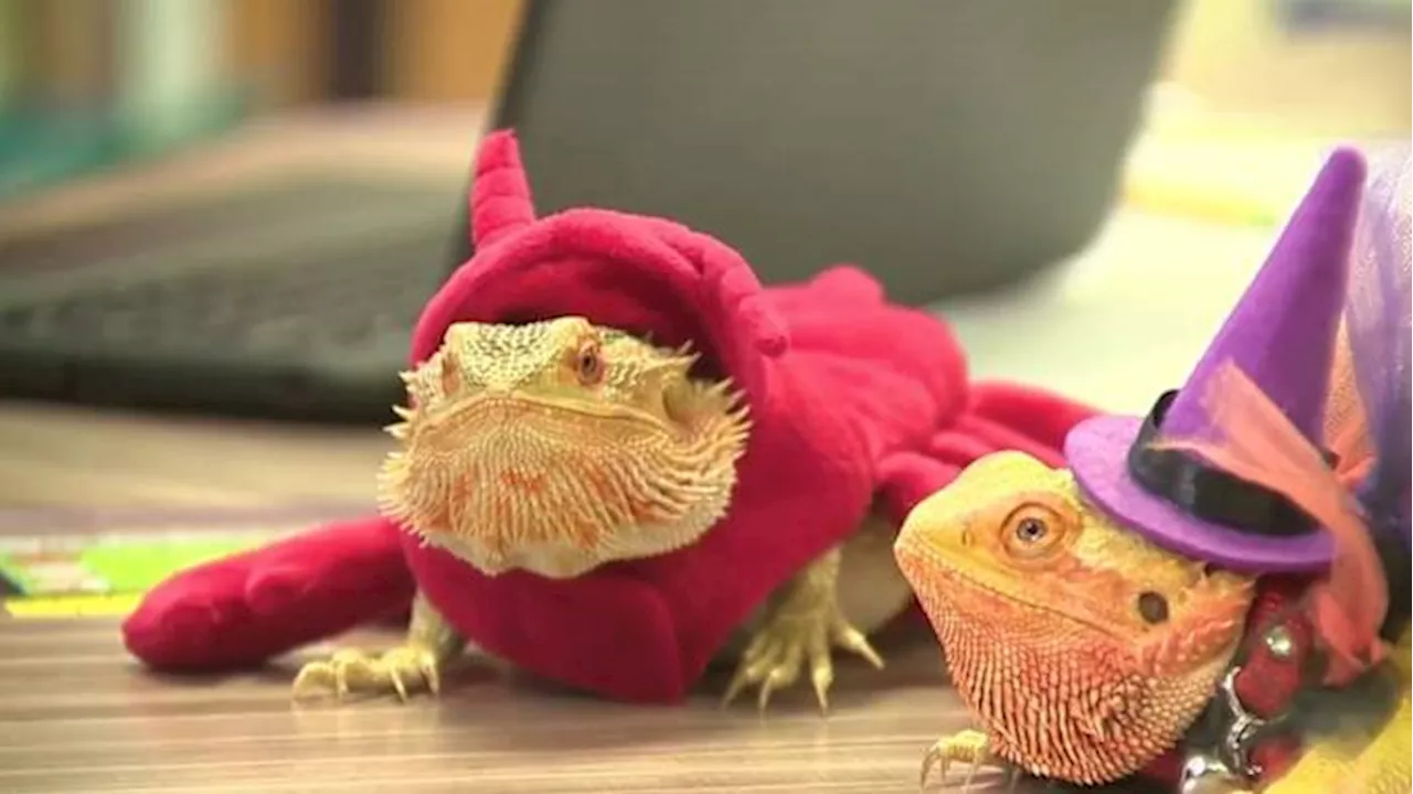 SAISD elementary school teacher uses bearded dragons to teach kids about the election