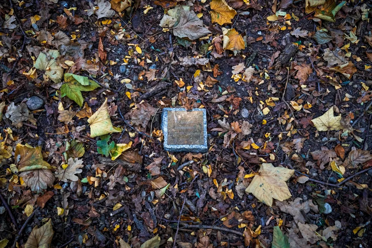 Fête des morts : en Alsace, des urnes de défunts enterrées au pied des arbres