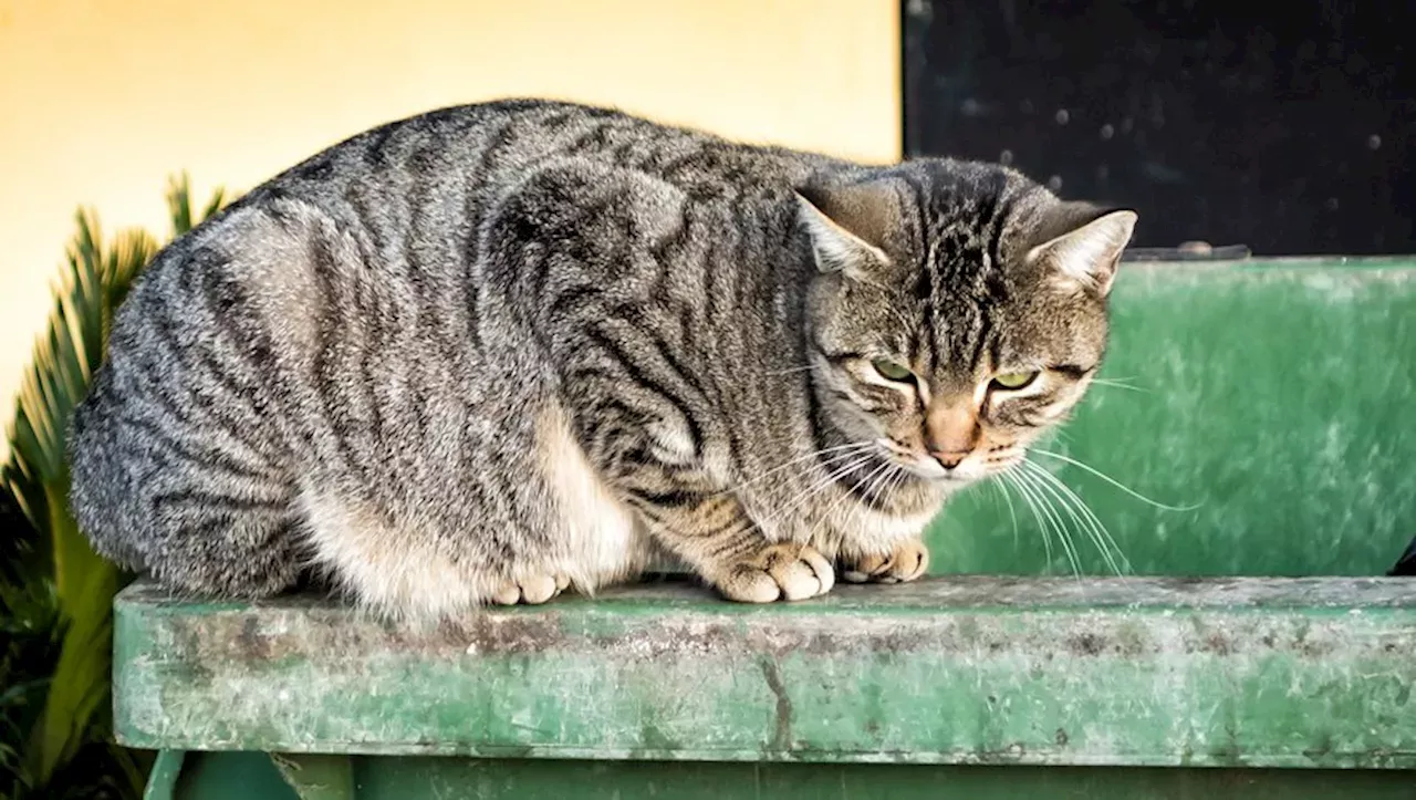 'Je N’en Reviens Toujours Pas' : Elle Retrouve Son Chat Mona, 13 Ans ...