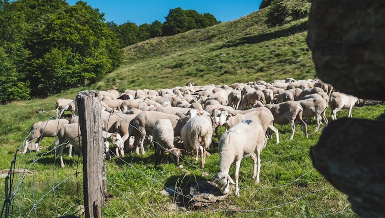 Ours : les attaques sur les troupeaux ariégeois en baisse cette année selon les premiers chiffres