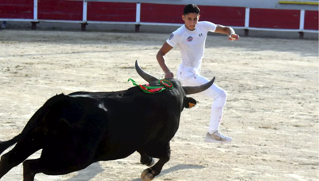 Course camarguaise : la finale de l’Avenir du Trophée Taurin reportée à dimanche 17 novembre