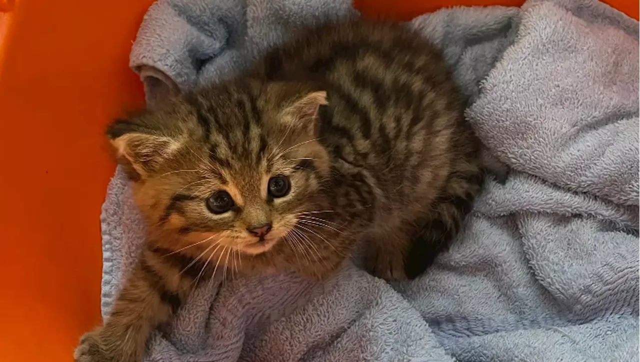 Pensano sia solo un cucciolo molto vivace, invece questo gatto nasconde un segreto