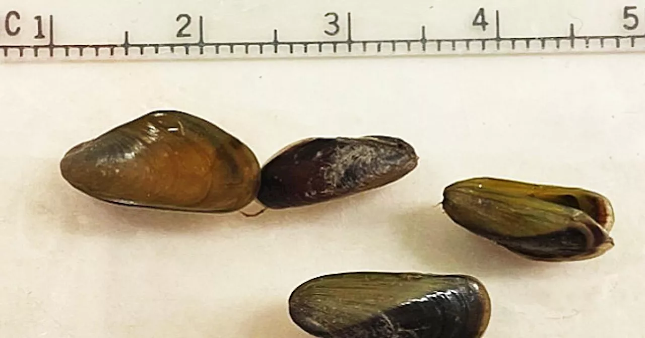 Invasive mussel found in North America for first time, poses immediate threat in California’s delta